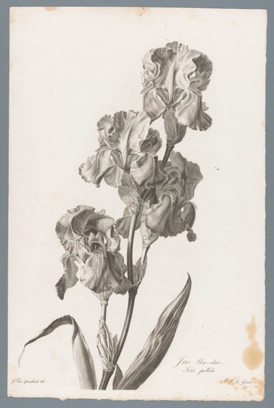 Dalmatische íris Íris azul claro / Iris pallida (título no objeto) Flores tiradas da natureza (...) (título da série) de Pierre François Legrand