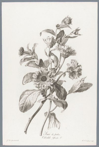 Goudsbloem Marigold / Calendula Officinalis L. (título no objeto) Flores tiradas da natureza (...) (título da série) de Pierre François Legrand