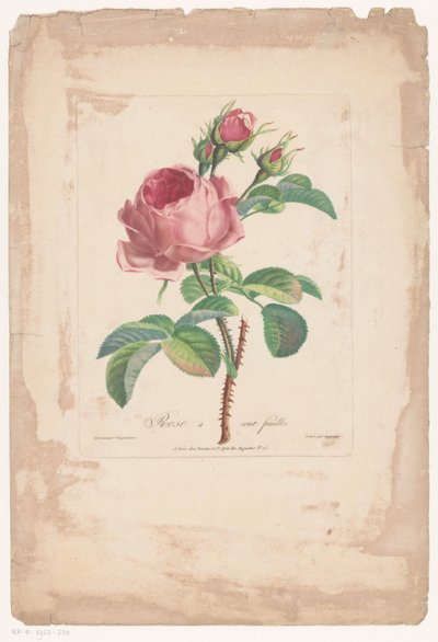 quartos de honderdbladige Hundred Leaf Rose (título no objeto) de Pierre François Legrand