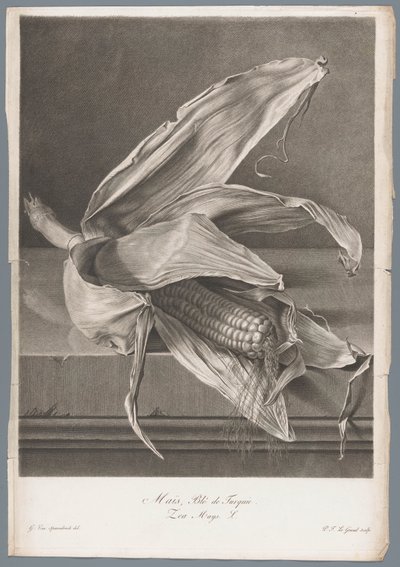 Milho Milho, Trigo da Turquia / Zea Mays L. (título no objeto) Flores tiradas da natureza (...) (título da série) de Pierre François Legrand