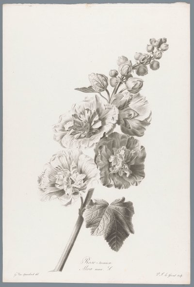 Stokroos
Rose-tremiere / Alcea rosea L. (título sobre o objecto)
Flores extraídas da natureza (...) (título da série) de Pierre François Legrand