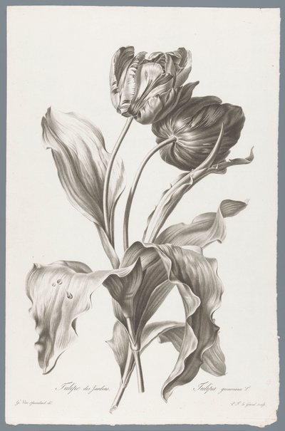 Tulp
Tulipa de Jardim / Tulipa gesneriana L. (título sobre o objecto)
Flores tiradas da vida (...) (título da série) de Pierre François Legrand
