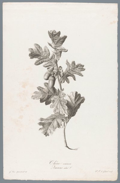 Zomerik Carvalho comum / Quercus robur L. (título no objeto) Flores tiradas da natureza (...) (título da série) de Pierre François Legrand