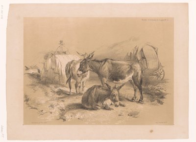 Estudo de três burros Cooper