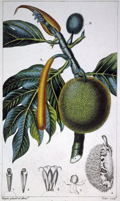 Pão de fruta de Pierre Jean Francois (after) Turpin