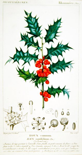 Placa botânica Holly (Ilex aquifolium), c.1820 (cor litho) de Pierre Jean Francois (after) Turpin