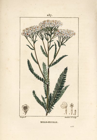 Achillee yarrow - Yarrow, Achillea millefolium. Gravura em chapa de cobre colorida à mão por Lambert Junior a partir de um desenho de Pierre Jean-Francois Turpin de Chaumeton, Poiret e Chamberet "La Flore Medicale", Paris, Panckoucke de Pierre Jean Francois Turpin