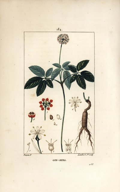 Ginseng americano ou um cinq leaflets - Ginseng, Panax quinquefolium, com flor, folha, semente e raiz. Gravura em chapa de cobre colorida à mão por Lambert Junior a partir de um desenho de Pierre Jean-Francois Turpin de Chaumeton, Poiret e Chamberet de "La de Pierre Jean Francois Turpin