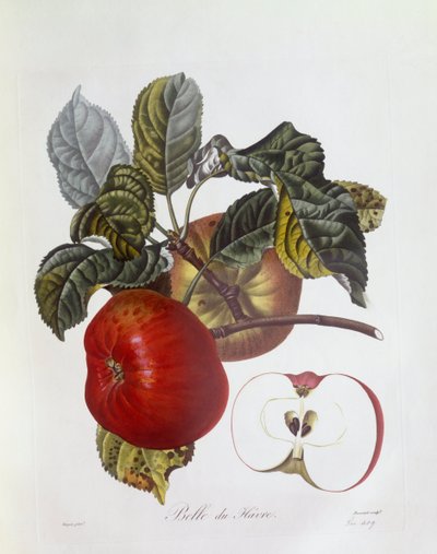 Maçã "Belle du Havre", Henry Louis Duhamel du Monceau, placa botânica de Pierre Jean Francois Turpin de Pierre Jean Francois Turpin