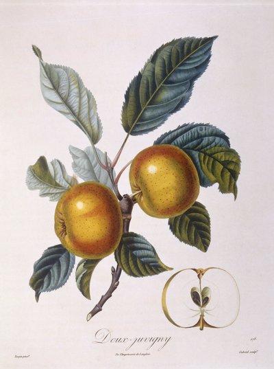 Maçã "Doux-Juvigny" Henry Louis Duhamel du Monceau, placa botânica de Pierre Jean Francois Turpin de Pierre Jean Francois Turpin