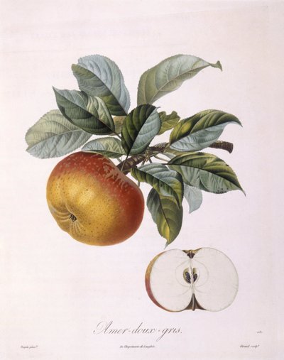 Maçã "Doux Amer Gris" Henry Louis Duhamel du Monceau, placa botânica de Pierre Jean Francois Turpin de Pierre Jean Francois Turpin