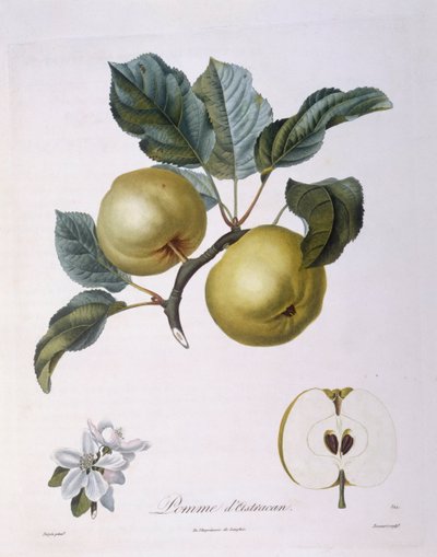 Maçã "Pomme d