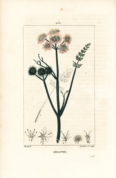 Oenanthe aquatic oenanthe ou funcho aquático - Oenanthe aquatica. Gravura em chapa de cobre colorida à mão por Lambert Junior a partir de um desenho de Pierre Jean-Francois Turpin de Chaumeton, Poiret e Chamberet, "La Flore Medicale", Pari de Pierre Jean Francois Turpin