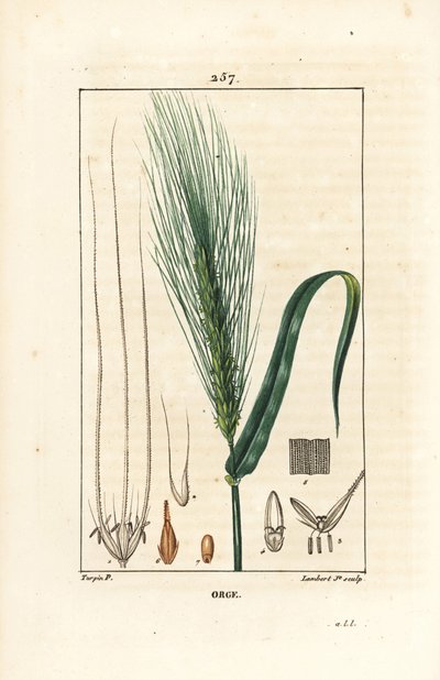Cevada - Cevada, Hordeum vulgare, mostrando pedúnculo, folha e espiga de semente. Gravura em chapa de cobre colorida à mão por Lambert Junior a partir de um desenho de Pierre Jean-Francois Turpin de Chaumeton, Poiret e Chamberet "La Flore Medicale", Paris, de Pierre Jean Francois Turpin