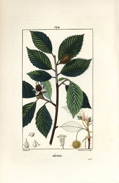 Faia, Fagus sylvatica. Gravura em chapa de cobre colorida à mão por Lambert Junior a partir de um desenho de Pierre Jean-Francois Turpin de Chaumeton, Poiret e Chamberet "La Flore Medicale", Paris, Panckoucke de Pierre Jean Francois Turpin
