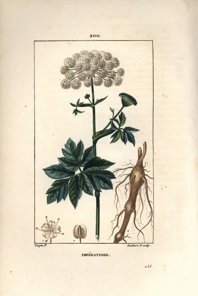 Benjoim ou imperatoire - Masterwort, Imperatoria ostruthium, com flor, folha e raiz. Gravura em chapa de cobre colorida à mão por Lambert Junior a partir de um desenho de Pierre Jean-Francois Turpin de Chaumeton, Poiret e Chamberet de "La Flore Medicale", de Pierre Jean Francois Turpin