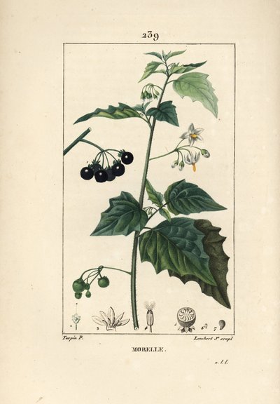Sombra preta, assassino de cães ou uva lobo - Sombra preta, Solanum nigrum. Gravura em chapa de cobre colorida à mão por Lambert Junior a partir de um desenho de Pierre Jean-Francois Turpin de Chaumeton, Poiret e Chamberet de "La Flore Medicale", Paris, de Pierre Jean Francois Turpin