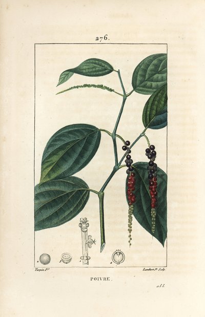 Pimenta preta - Pimenta preta, Piper nigrum, com folha, talo e pimenta madura e não madura. Gravura em chapa de cobre colorida à mão por Lambert Junior a partir de um desenho de Pierre Jean-Francois Turpin de Chaumeton, Poiret e Chamberet "La Flore Medic". de Pierre Jean Francois Turpin