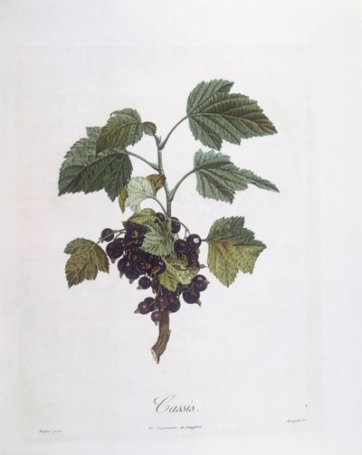 Groselha-negra (Ribes nigrum) ou cassis Noir de Bourgogne Henry Louis Duhamel du Monceau, placa botânica de Pierre Jean Francois Turpin de Pierre Jean Francois Turpin