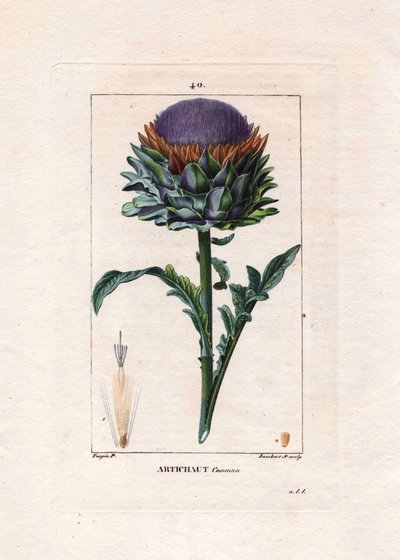 Botânico: alcachofra - Artichoke planta, folhas e flor, Cynara cardunculus. Gravura em chapa de cobre colorida à mão por Lambert a partir de um desenho de Pierre Jean-Francois Turpin de Chaumeton, "La Flore Medicale" de Poiret et Chamberet, Paris, Panckouc de Pierre Jean Francois Turpin