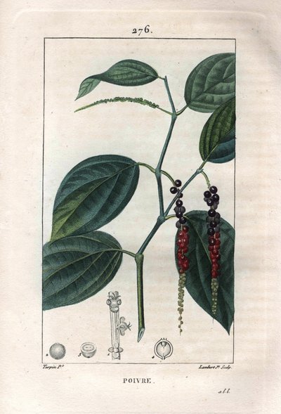 Botânico: pimenta preta - Pimenta preta com folhas e grãos de pimenta, Piper nigrum. Gravura em chapa de cobre colorida à mão por Lambert a partir de um desenho de Pierre Jean-Francois Turpin de Chaumeton, "La Flore Medicale" de Poiret et Chamberet, Paris, de Pierre Jean Francois Turpin