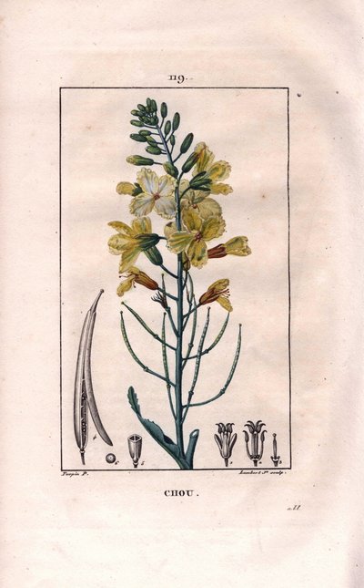 Botânico: flor de couve - Flor de couve, Brassica oleracea. Gravura em chapa de cobre colorida à mão por Lambert a partir de um desenho de Pierre Jean-Francois Turpin de Chaumeton, "La Flore Medicale" de Poiret et Chamberet, Paris, Panckoucke de Pierre Jean Francois Turpin