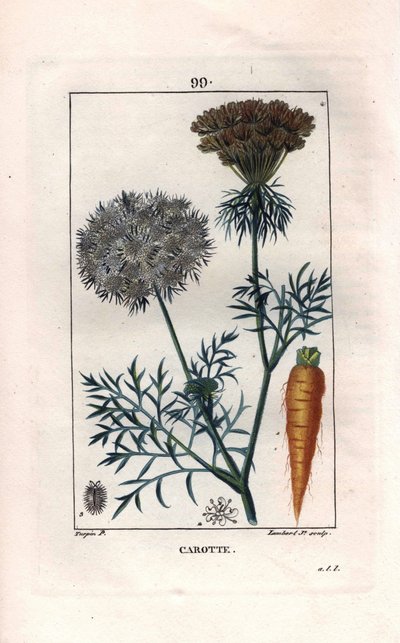 Botânico: cenoura - raiz e flor de cenoura, Daucus carota. Gravura em chapa de cobre colorida à mão por Lambert a partir de um desenho de Pierre Jean-Francois Turpin de Chaumeton, "La Flore Medicale" de Poiret et Chamberet, Paris, Panckoucke de Pierre Jean Francois Turpin