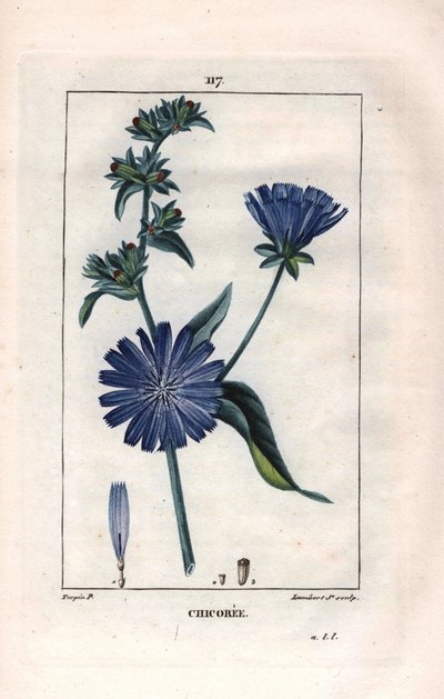Botânico: chicória com flor - Planta de chicória e flor, Cichorium intybus. Gravura de chapa de cobre colorida à mão por Lambert a partir de um desenho de Pierre Jean-Francois Turpin de Chaumeton, "La Flore Medicale" de Poiret e Chamberet, Paris, Panckouc de Pierre Jean Francois Turpin