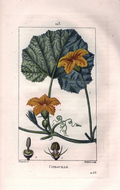 Botânico: flor de abóbora - Flor de abóbora, folha e videira, abóbora, Cucurbita pepo. Gravura em chapa de cobre colorida à mão por Lambert a partir de um desenho de Pierre Jean-Francois Turpin de Chaumeton, "La Flore Medicale" de Poiret et Chamberet, Pari de Pierre Jean Francois Turpin