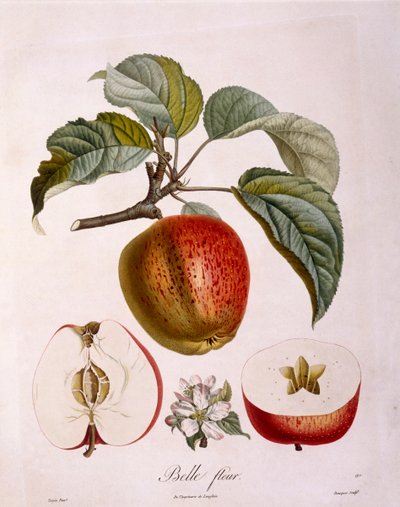 Botânica - Rosaceae - maçã "Bonita flor". (quadro botânico de Pierre Jean Francois Turpin