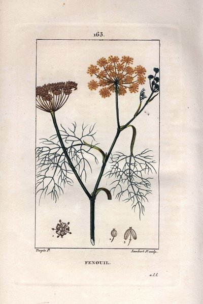 Botânica: Funcho, erva-doce, Foeniculum vulgare. Gravura em chapa de cobre colorida à mão por Lambert a partir de um desenho de Pierre Jean-Francois Turpin de Chaumeton, "La Flore Medicale" de Poiret e Chamberet, Paris, Panckoucke de Pierre Jean Francois Turpin