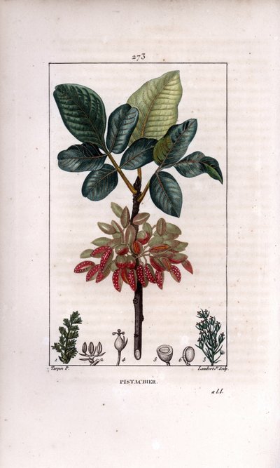 Botânica: "Pistachio, ramo e fruto (pistachio, Pistacia vera, com ramo, folhas, frutos maduros. Gravura de chapa de cobre colorida à mão por Lambert Junior a partir de um desenho de Pierre Jean-Francois Turpin de Chaumeton, Poiret et Chamberet