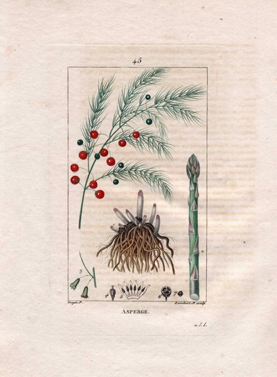 Botânica: espargos - Asparagus root, flor e fruto, Asparagus officinalis. Gravura em chapa de cobre colorida à mão por Lambert a partir de um desenho de Pierre Jean-Francois Turpin de Chaumeton, "La Flore Medicale" de Poiret et Chamberet, Paris, Panckoucke de Pierre Jean Francois Turpin