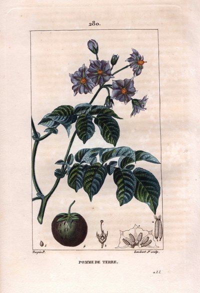 Botânica: batata - planta de batata, flores e frutos, Solanum tuberosum. Gravura em chapa de cobre colorida à mão por Lambert a partir de um desenho de Pierre Jean-Francois Turpin de Chaumeton, "La Flore Medicale" de Poiret et Chamberet, Paris, Panckoucke de Pierre Jean Francois Turpin