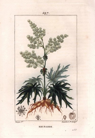 Botânica: ruibarbo - planta, folhas e raízes do ruibarbo, Rheum rhabarbarum. Gravura em chapa de cobre colorida à mão por Lambert a partir de um desenho de Pierre Jean-Francois Turpin de Chaumeton, "La Flore Medicale" de Poiret et Chamberet, Paris, Panckou de Pierre Jean Francois Turpin