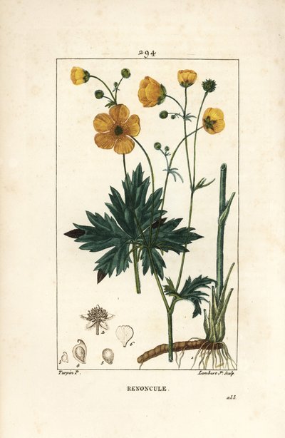 Ranúnculo - Pé-de-cabra erguido, Ranunculus acris, com flor, folha, talo e raiz. Gravura em chapa de cobre colorida à mão por Lambert Junior a partir de um desenho de Pierre Jean-Francois Turpin de Chaumeton, Poiret e Chamberet, "La Flore Medicale", Pa de Pierre Jean Francois Turpin