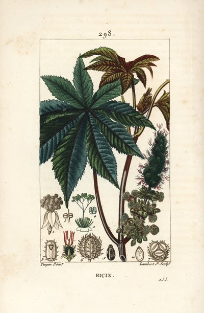 Planta de rícino ou mamona, Ricinus communis (Ricinus vulgaris), com folha, flor, talo e semente. Gravura em chapa de cobre colorida à mão por Lambert Junior a partir de um desenho de Pierre Jean-Francois Turpin de Chaumeton, Poiret e Chamberet de "La Flo de Pierre Jean Francois Turpin
