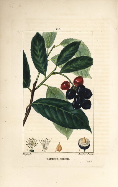 Louro de cerejeira - Louro de cerejeira, Prunus laurocerasus, com folha, fruto e semente. Gravura em chapa de cobre colorida à mão por Lambert Junior a partir de um desenho de Pierre Jean-Francois Turpin de Chaumeton, Poiret e Chamberet de "La Flore Medica de Pierre Jean Francois Turpin