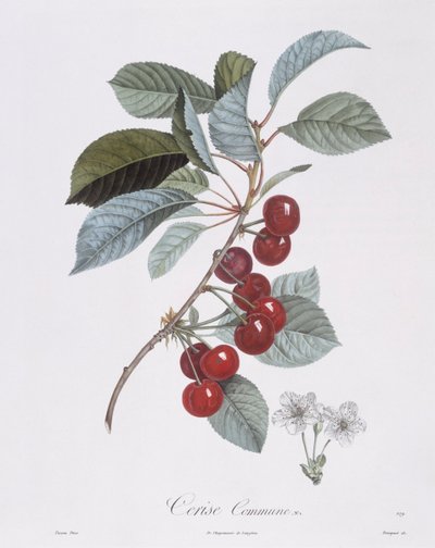 Cerejeira (Prunus avium), Henry Louis Duhamel du Monceau, placa botânica de Pierre Jean Francois Turpin de Pierre Jean Francois Turpin