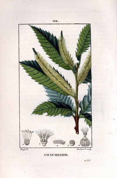 Ramo de castanheiro - Castanheiro doce, Castanea sylvestris. Gravura em chapa de cobre colorida à mão por Lambert Junior a partir de um desenho de Pierre Jean-Francois Turpin de Chaumeton, "La Flore Medicale" de Poiret et Chamberet, Paris, Panckoucke de Pierre Jean Francois Turpin