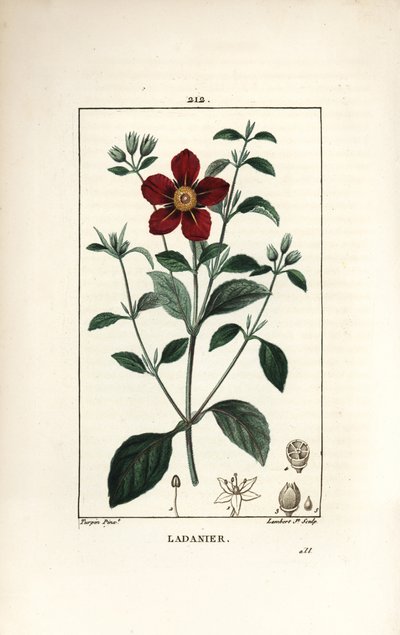 Cistus de Creta - Gum cistus, Cistus creticus. Gravura em chapa de cobre colorida à mão por Lambert Junior a partir de um desenho de Pierre Jean-Francois Turpin de Chaumeton, Poiret e Chamberet "La Flore Medicale", Paris, Panckoucke de Pierre Jean Francois Turpin