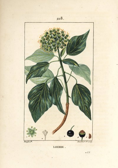 Hera trepadora - Hera comum, Hedera helix. Gravura em chapa de cobre colorida à mão por Lambert Junior a partir de um desenho de Pierre Jean-Francois Turpin de Chaumeton, Poiret e Chamberet "La Flore Medicale", Paris, Panckoucke de Pierre Jean Francois Turpin