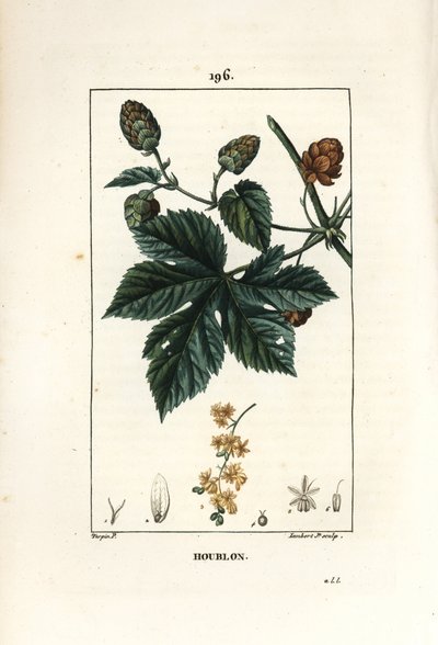 Lúpulo trepador - Lúpulo, Humulus lupulus. Gravura em chapa de cobre colorida à mão por Lambert Junior a partir de um desenho de Pierre Jean-Francois Turpin de Chaumeton, Poiret e Chamberet "La Flore Medicale", Paris, Panckoucke de Pierre Jean Francois Turpin