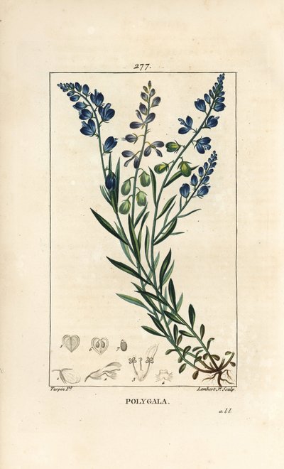 Mosto de Leite Comum - Mosto de Leite, Polygala vulgaris, com flor, folha, talo e raiz. Gravura em chapa de cobre colorida à mão por Lambert Junior a partir de um desenho de Pierre Jean-Francois Turpin de Chaumeton, Poiret e Chamberet, "La Flore Medicale", de Pierre Jean Francois Turpin