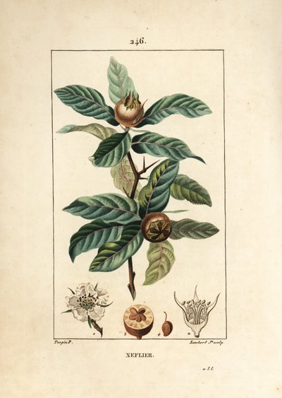 Neflier comum - medlar alemão, Mespilus germanica, com folha, fruto, semente e flor. Gravura em chapa de cobre colorida à mão por Lambert Junior a partir de um desenho de Pierre Jean-Francois Turpin de Chaumeton, Poiret e Chamberet, "La Flore Medicale,". de Pierre Jean Francois Turpin