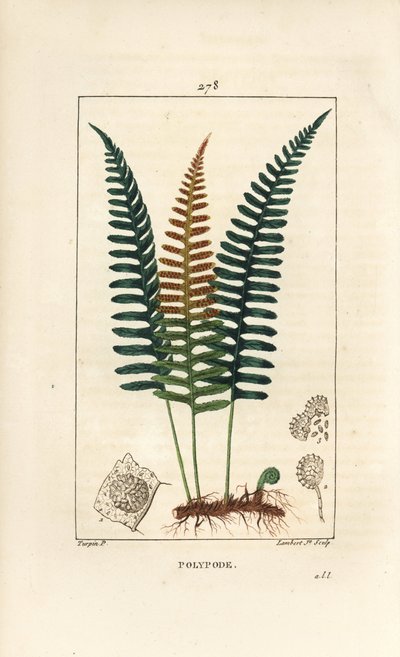 Polypod comum - samambaia Polypody, Polypodium vulgare, com folha, semente e raiz. Gravura em chapa de cobre colorida à mão por Lambert Junior a partir de um desenho de Pierre Jean-Francois Turpin de Chaumeton, Poiret e Chamberet "La Flore Medicale", Paris de Pierre Jean Francois Turpin