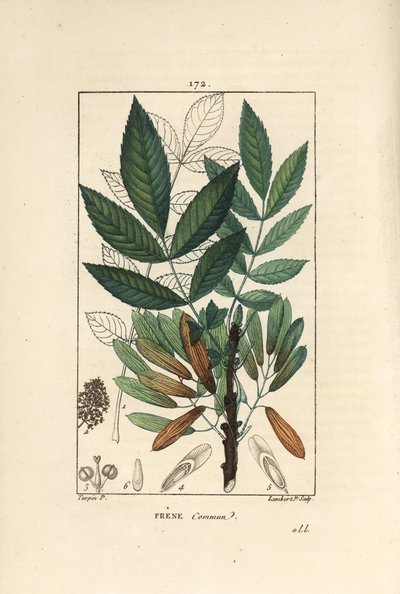Freixo comum ou freixo eleve - Freixo árvore, Fraxinus excelsior, mostrando ramo, folhas, sementes e folha em contorno. Gravura de chapa de cobre colorida à mão por Lambert Junior a partir de um desenho de Pierre Jean-Francois Turpin de Chaumeton, Poiret e de Pierre Jean Francois Turpin