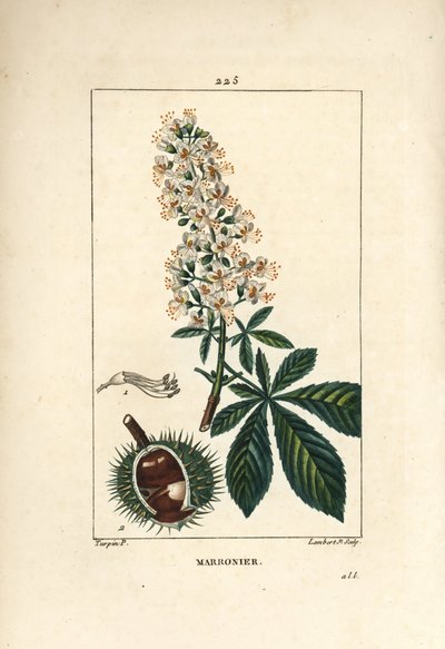 Castanha comum, castanha ou castanha branca - Castanha de cavalo, Aesculus hippocastanum. Gravura em chapa de cobre colorida à mão por Lambert Junior a partir de um desenho de Pierre Jean-Francois Turpin de Chaumeton, Poiret e Chamberet de "La Flore Medica de Pierre Jean Francois Turpin