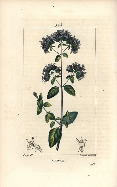 Orégãos comuns, também chamados de manjerona selvagem - Orégãos ou manjerona selvagem, Origanum vulgare, com flor, folha, talo e semente. Gravura em chapa de cobre colorida à mão por Lambert Junior a partir de um desenho de Pierre Jean-Francois Turpin de C de Pierre Jean Francois Turpin