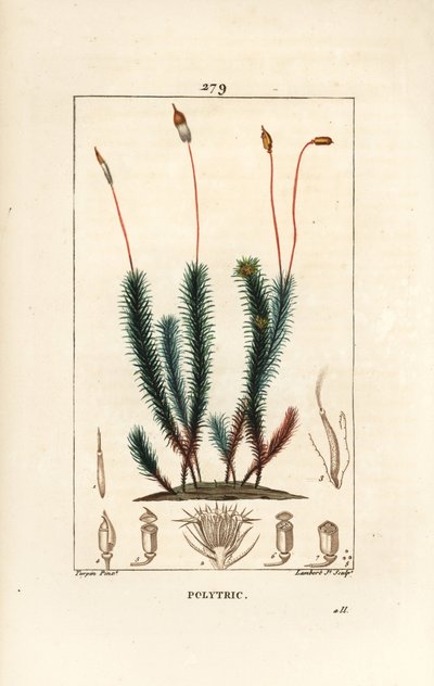 Politrichum comum (espuma) - Musgo capilar comum, politrichum comum. Gravura em chapa de cobre colorida à mão por Lambert Junior a partir de um desenho de Pierre Jean-Francois Turpin de Chaumeton, Poiret e Chamberet "La Flore Medicale", Paris, Panckoucke de Pierre Jean Francois Turpin
